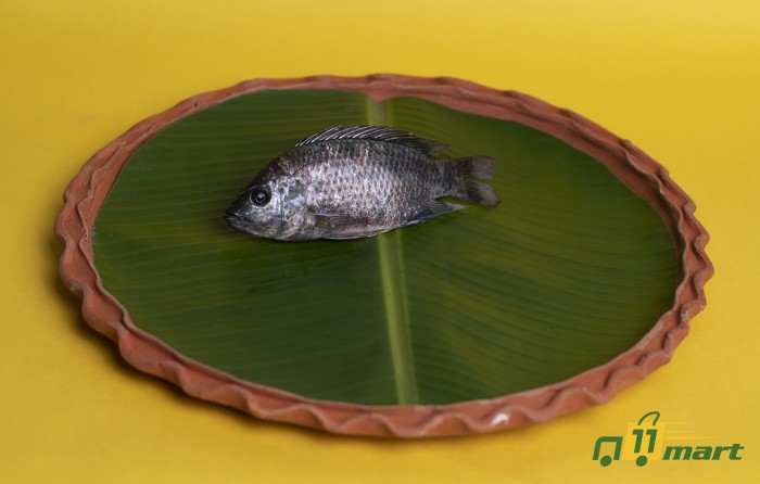 Telapia - তেলাপিয়া