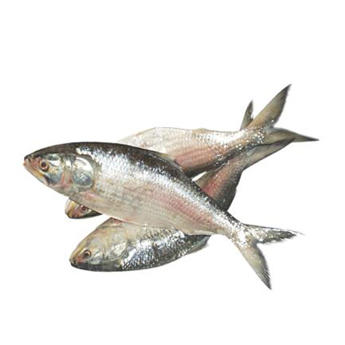 Fresh HILSA |700-800g size| - ইলিশ (রায়দিঘি )