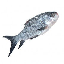 Live KATLA size >1KG Size (Whole cut into pieces)- দেশি কাতলা