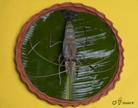 CHAPDA PRAWN - চাবড়া চিংড়ি - BIG SIZE