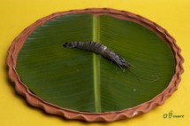 Jumbo Tiger Prawn - বাগদা চিংড়ি