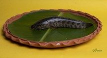 DESI LATHA FISH