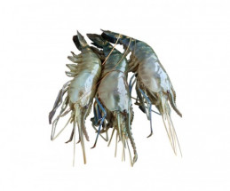 Fresh SCAMPI - গলদা চিংড়ি